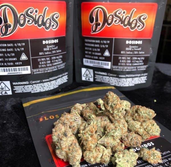 Jungle Boys Dosido Strain
